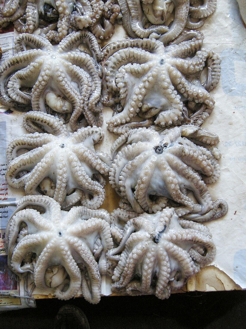 Viele Oktopusse