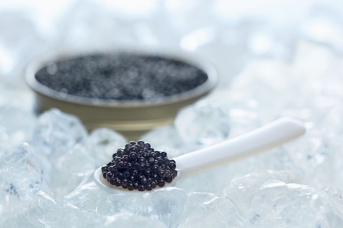 Schwarzer Kaviar auf Löffel vor Dose