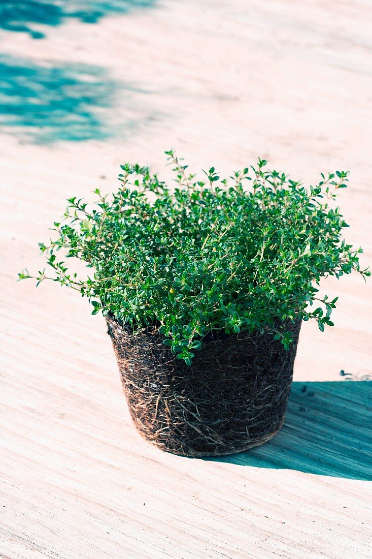 Thyme with root ball