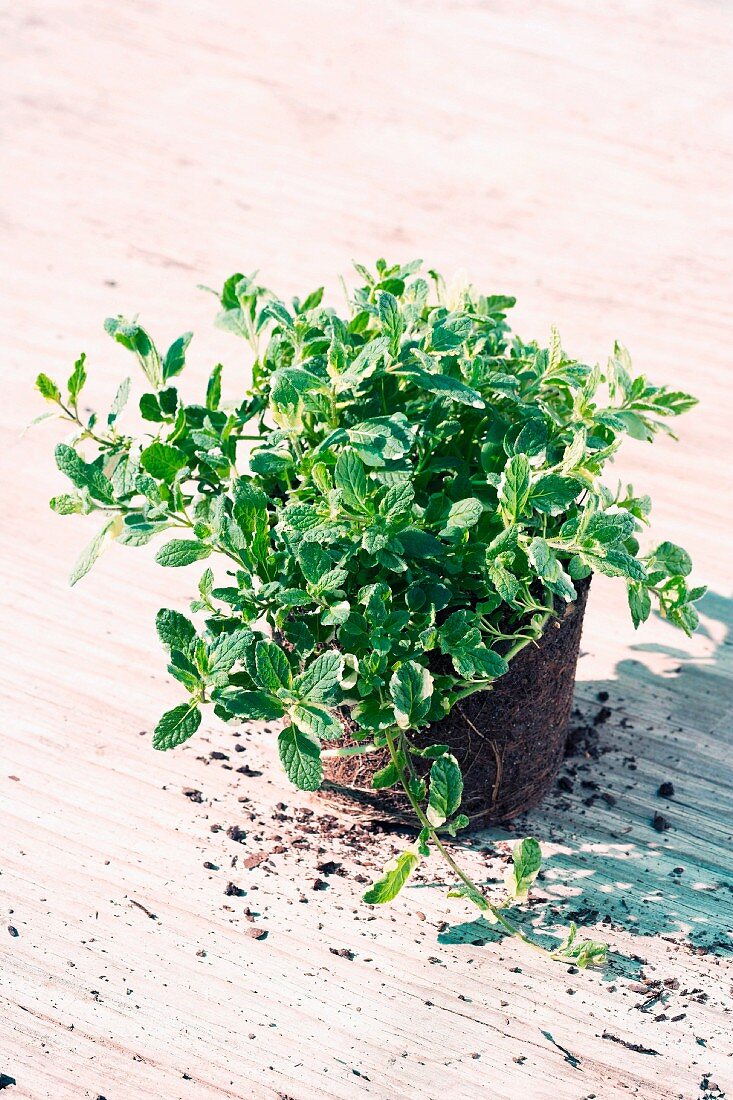 Fresh mint with root ball