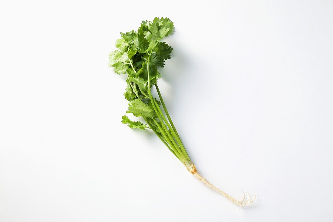 Coriander with root