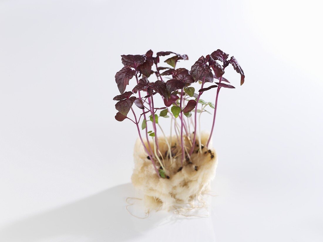 Shiso sprouts