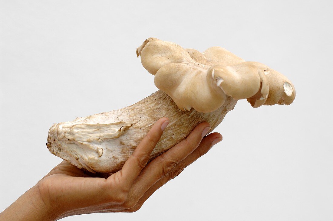 Hand holding a Thai mushroom