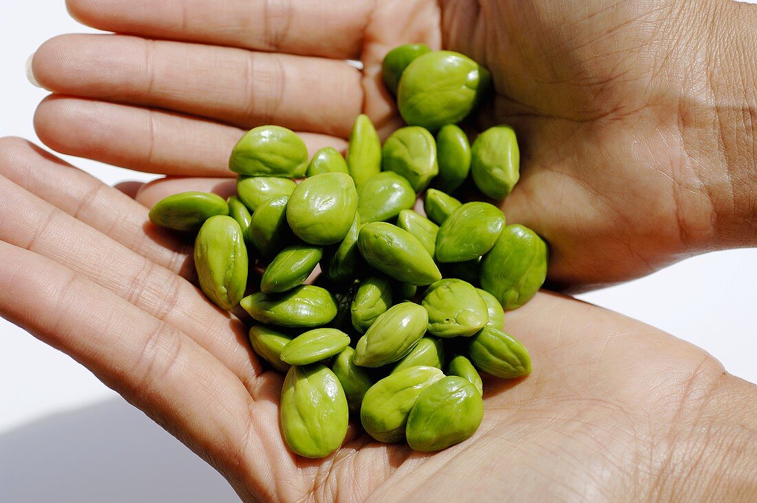 Hands holding petai beans