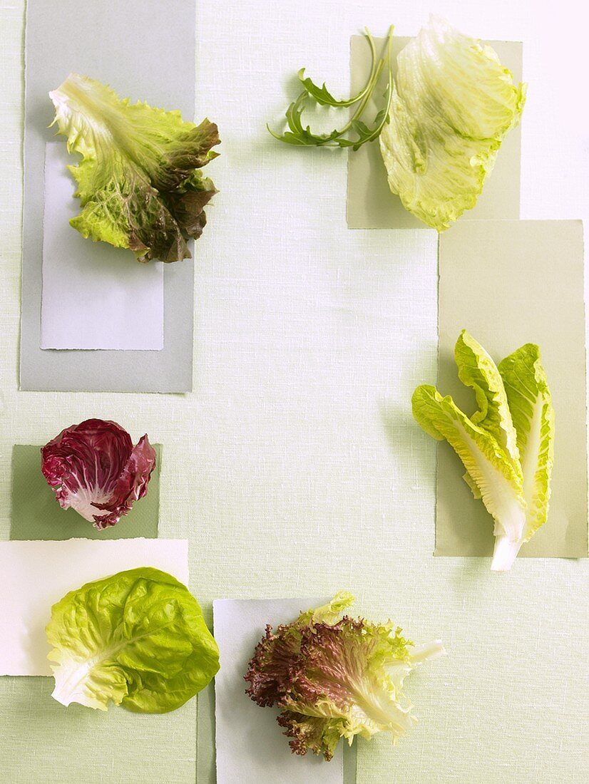 Various types of salad leaves