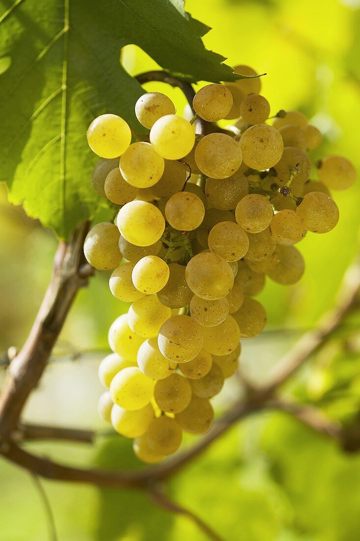 Grüner Veltliner grapes on the vine