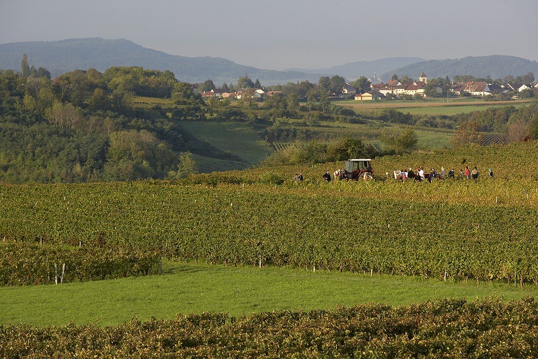 Grape-picking near Pupillin in the Jura, France