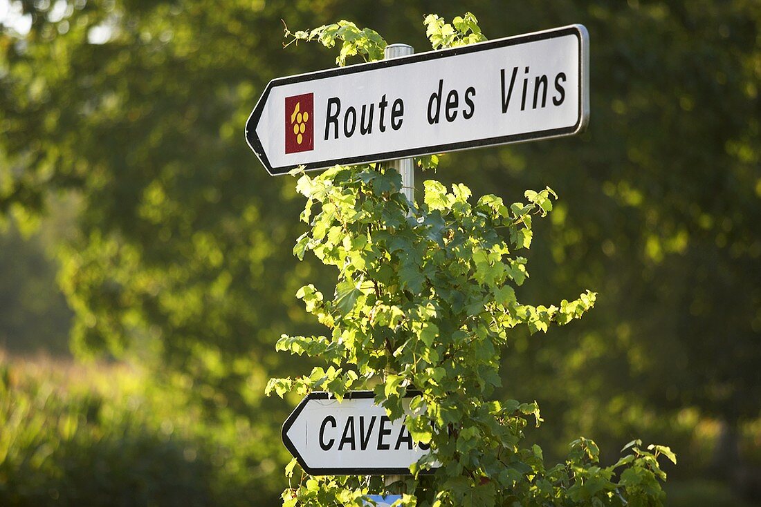 Wine route in the Jura, France