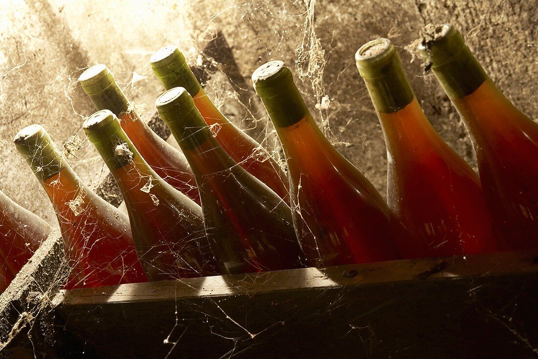 Weinkeller mit Rotweinflaschen im Jura, Frankreich