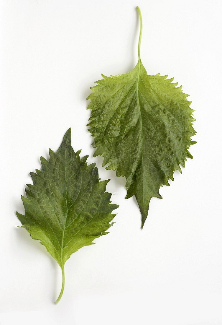 Two shiso leaves