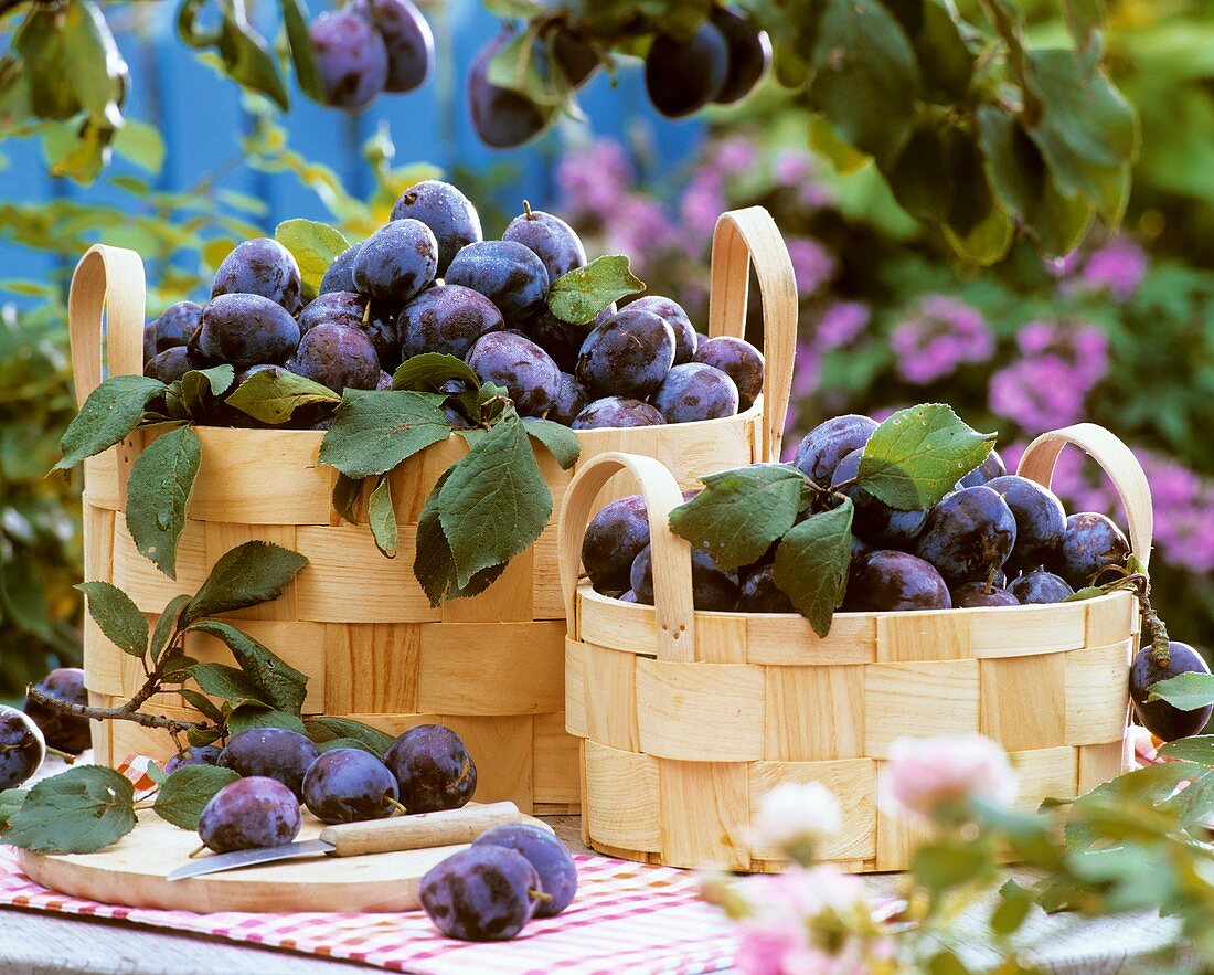 Damsons in woodchip baskets