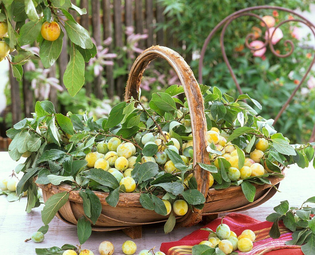 Mirabelles with leaves in basket