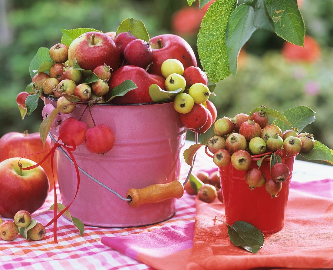 Äpfel und Zieräpfel in kleinen Eimern