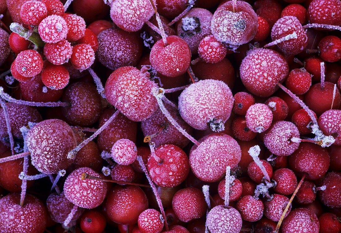 Red crab apples with hoar frost