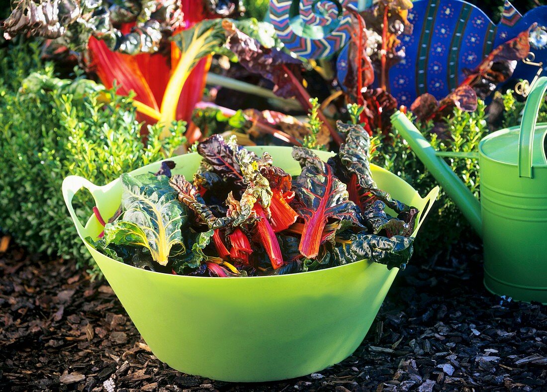 Chard in a bowl in a garden