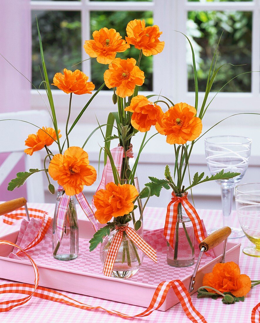 Floral decoration: Spanish poppy (Papaver rupifragum) in bottles