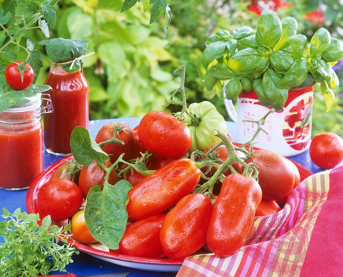 Various types of tomatoes, basil, oregano and tomato sugo