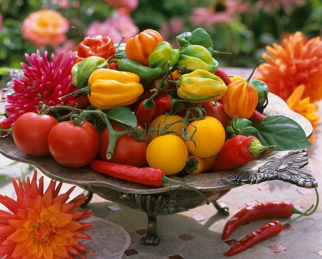 Tomatoes, peppers and chillies in metal dish