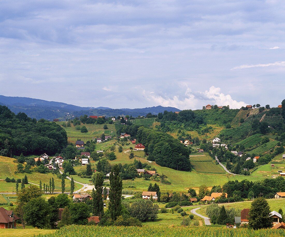 Weinberg und Häuser bei Pesnica, Maribor, Slowenien