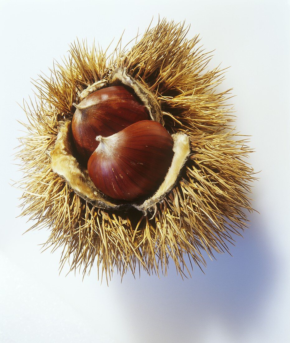 Sweet chestnuts in prickly shell