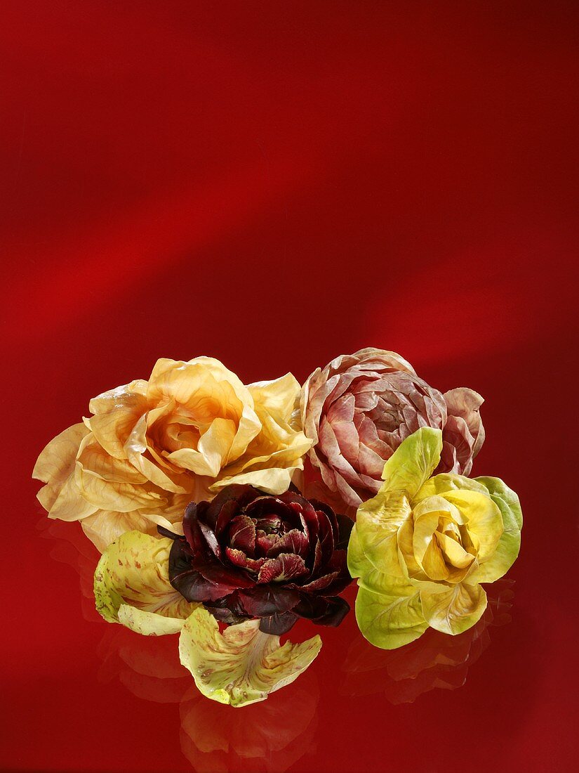 Various types of radicchio on red background