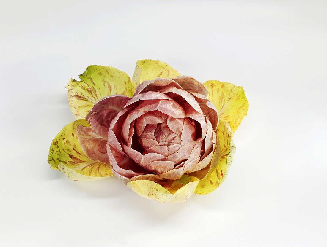 Ein Radicchio