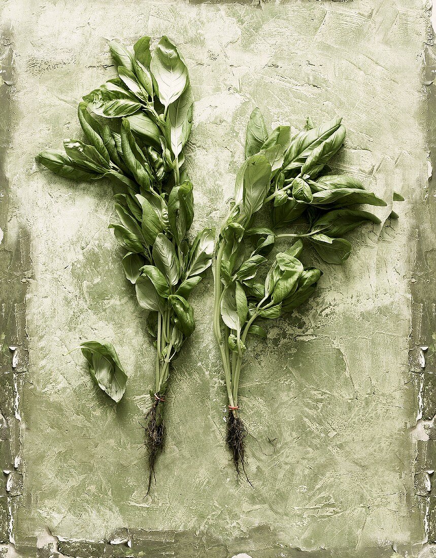 Two basil plants with roots