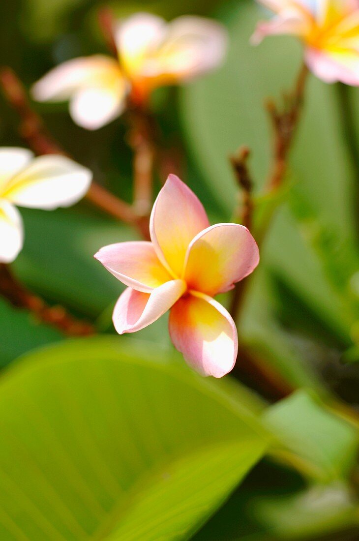 Buddha-Blüten