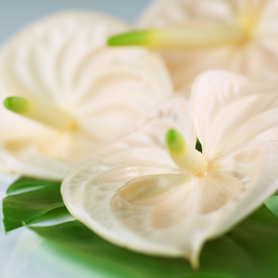 White painter's palette (Anthurium)