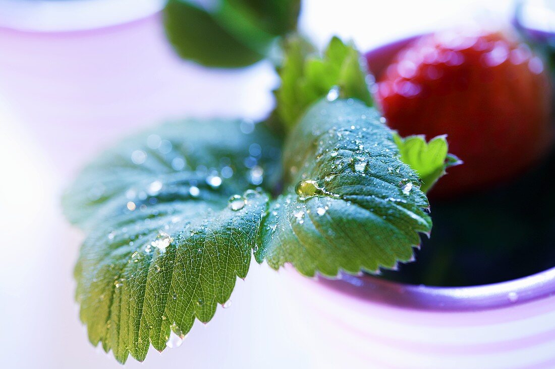 Strawberry leaf and strawberry