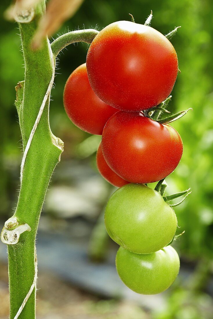 Tomaten an der Pflanze im Gewächshaus
