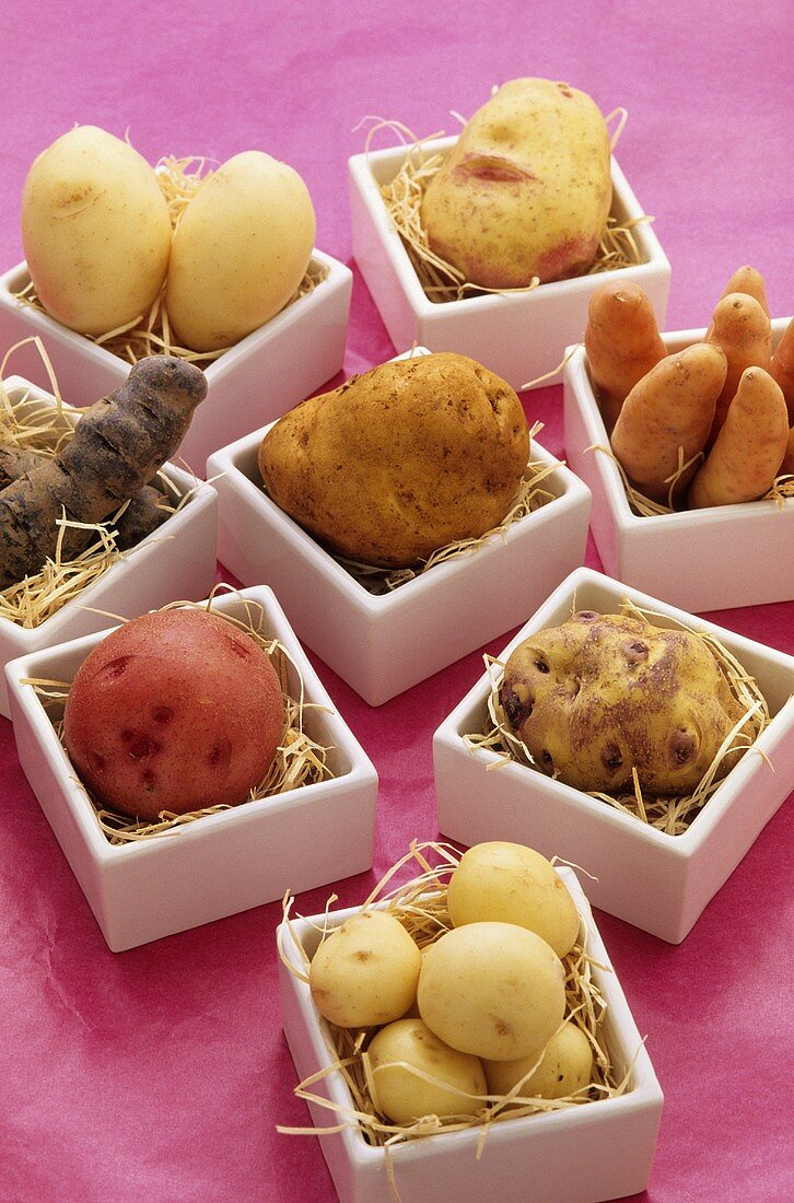 Verschiedene Kartoffelsorten in Schälchen