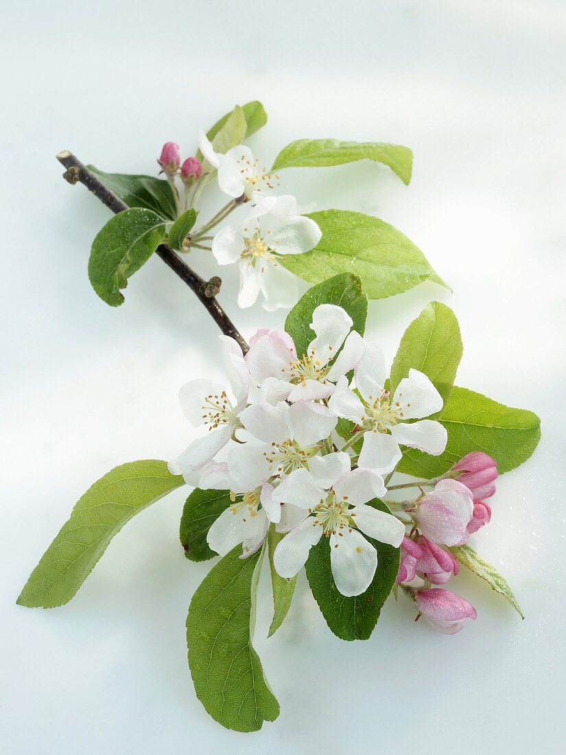 Branch with apple blossom