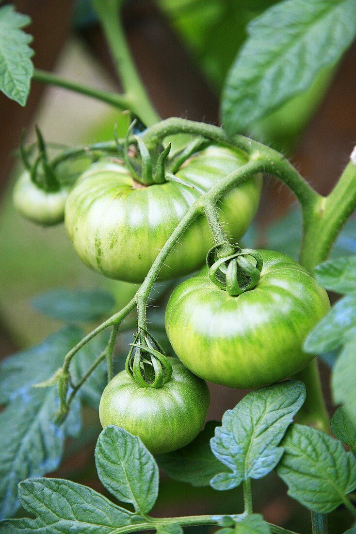 Grüne Tomaten an der Pflanze