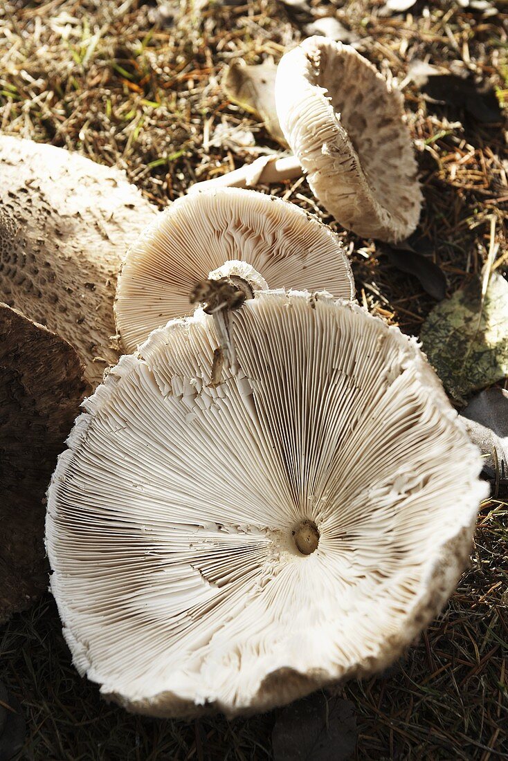 Parasol (Lepiota procera)