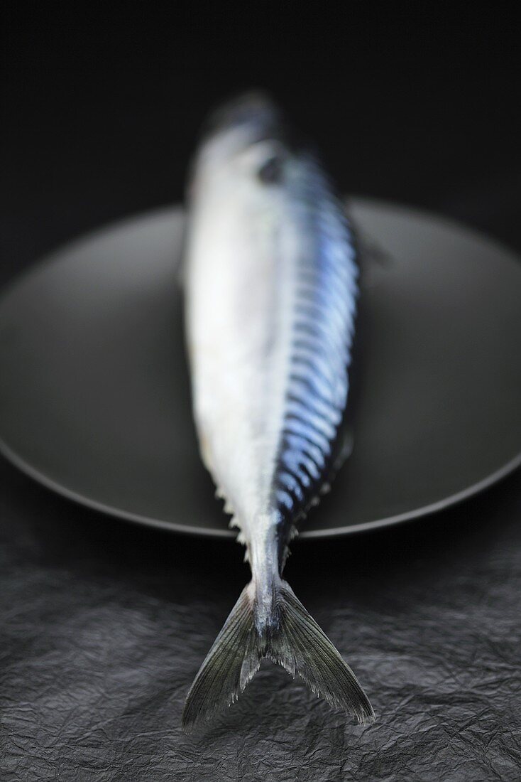 Whole mackerel on black plate