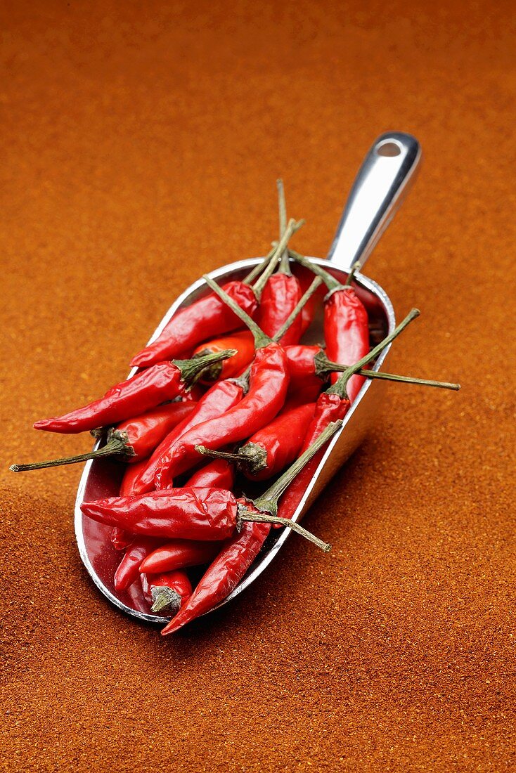 Fresh red chillies in scoop on paprika