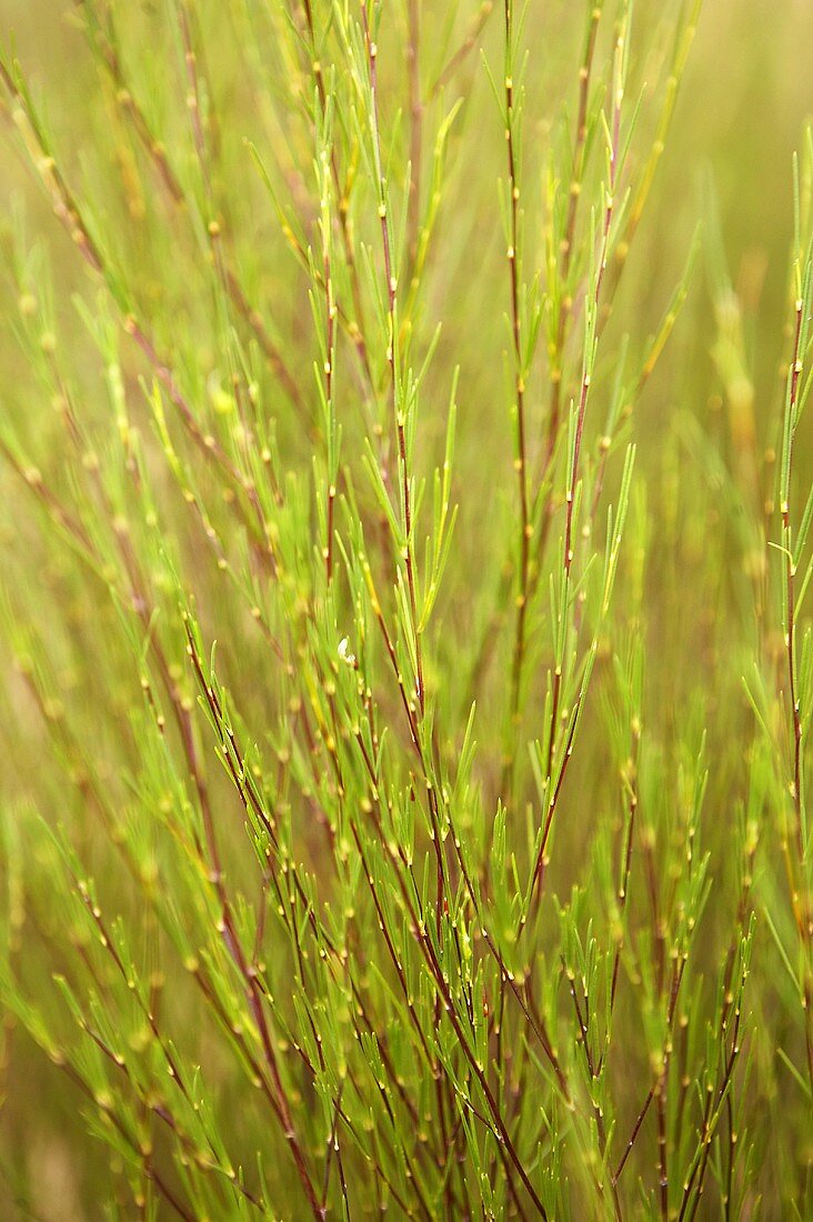 Rooibos plants (South Africa)