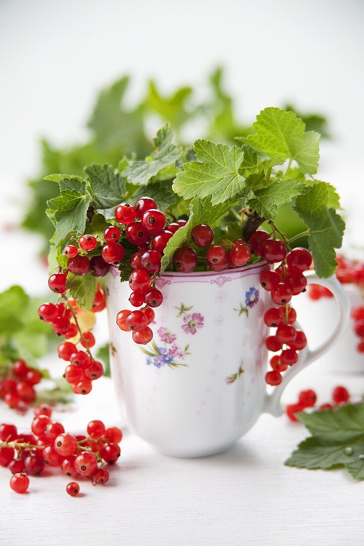 Redcurrants with leaves in a cup