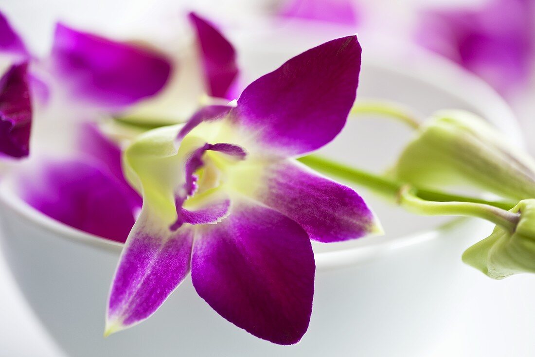 Dendrobien Orchidee