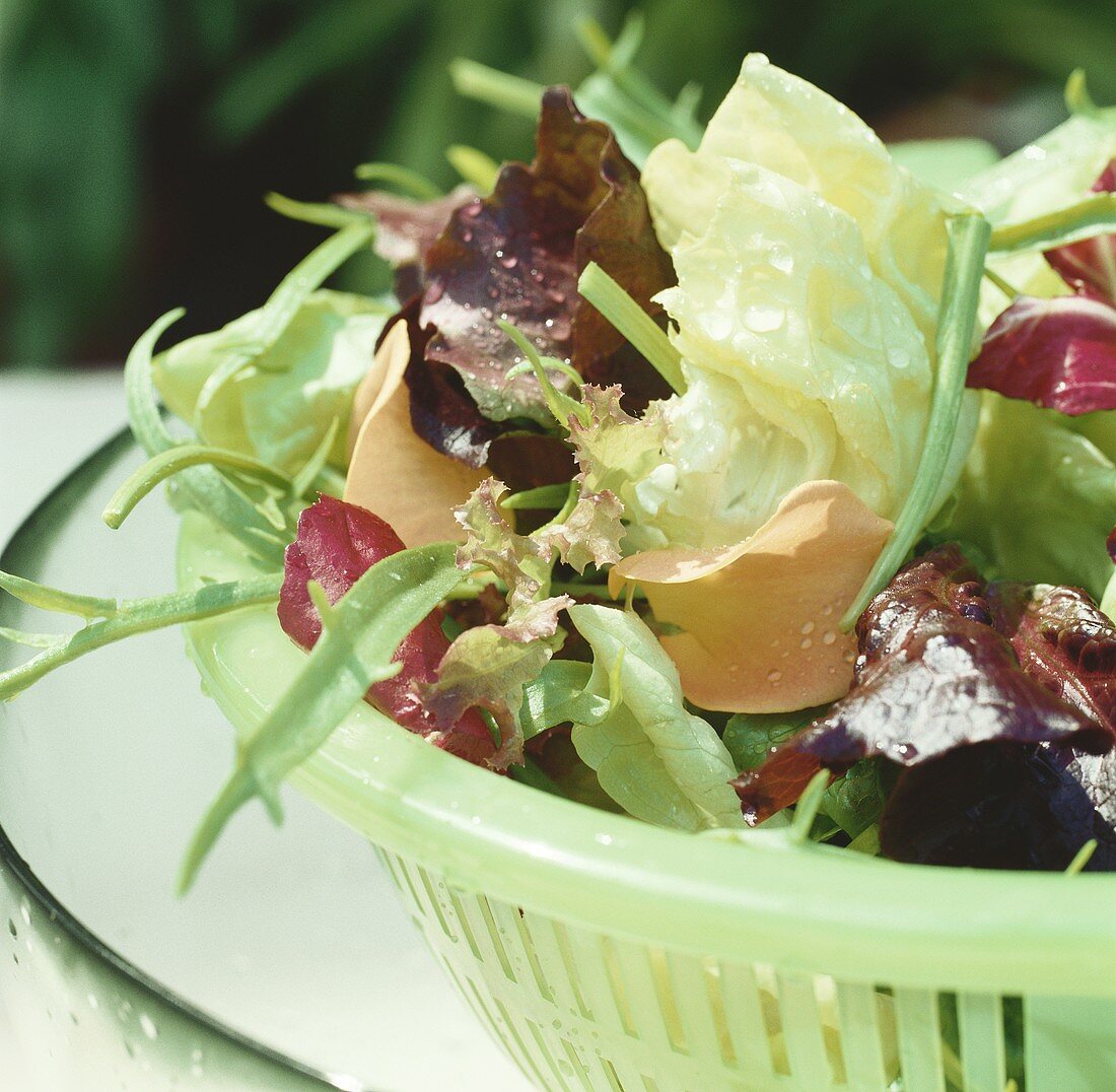 Gemischter Blattsalat im Sieb