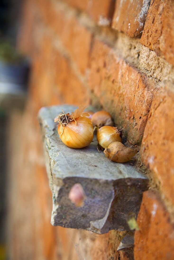 Onions on protruding brick in brick wall