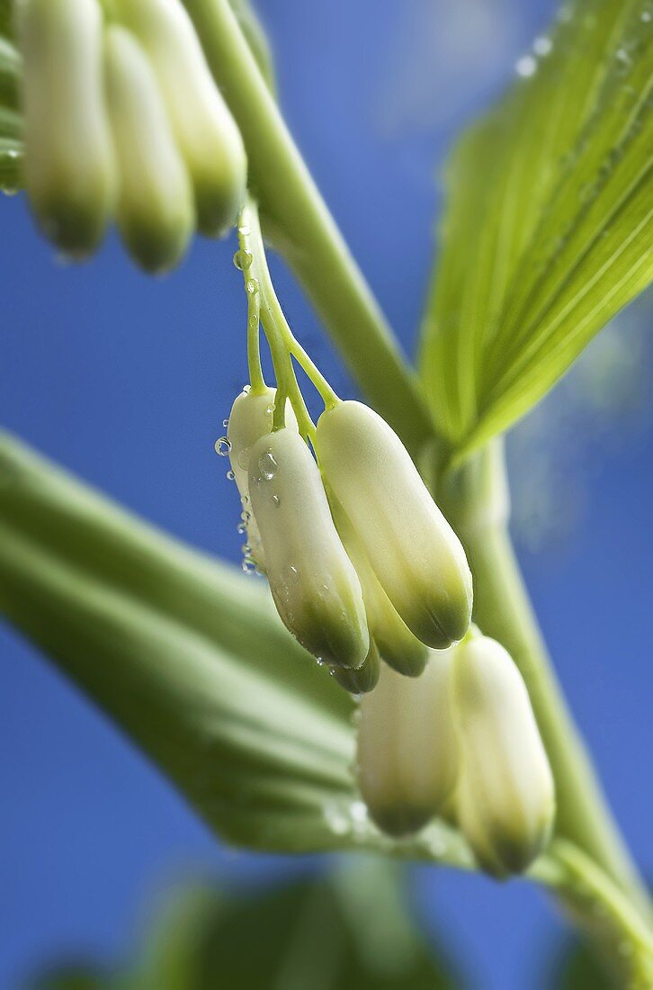 Salomonssiegel (Polygonatum odoratum)