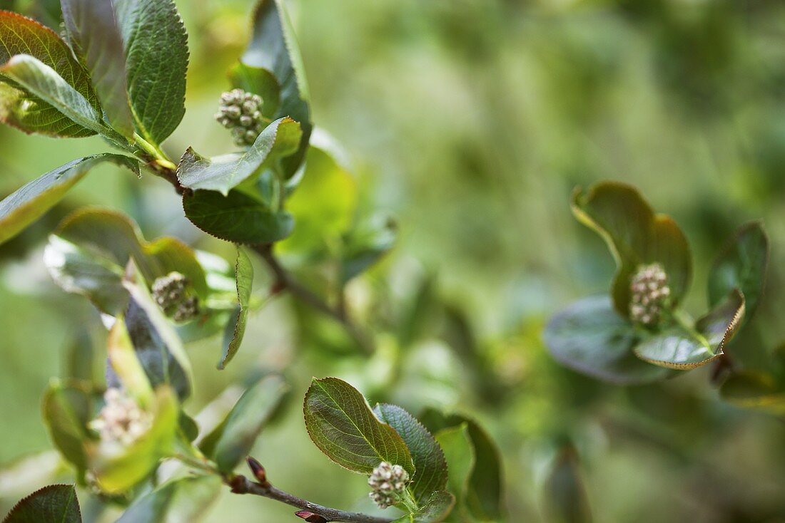 Aronia bush (chokeberry) with flowers