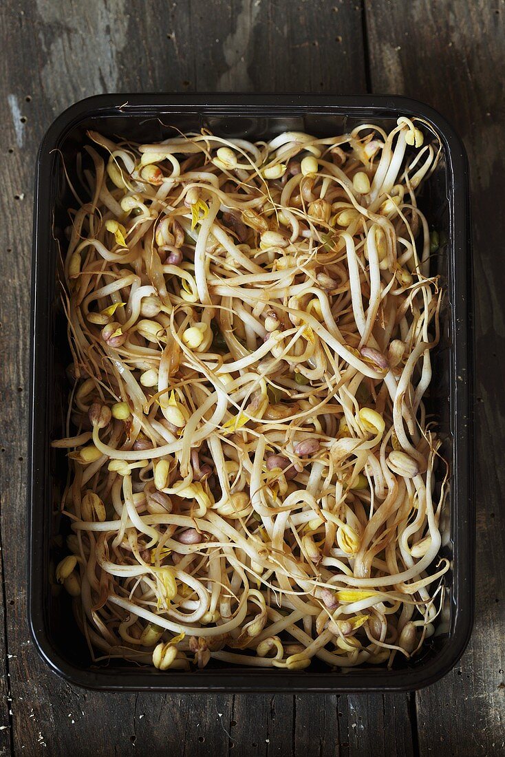 Bean sprouts in tray