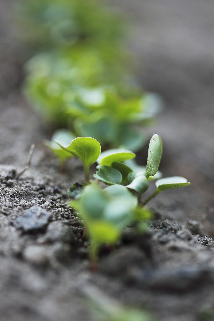 Radish seedlings in soil