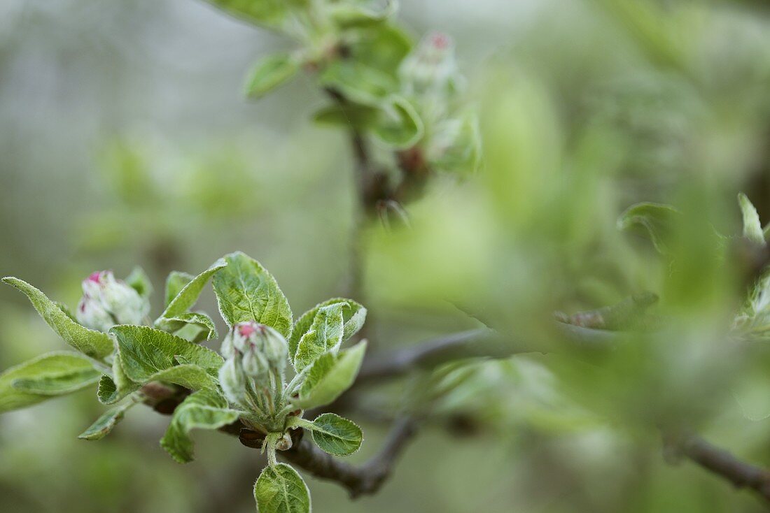 Buds on apple tree