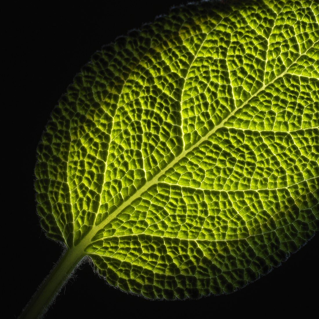 A sage leaf (extreme close-up)