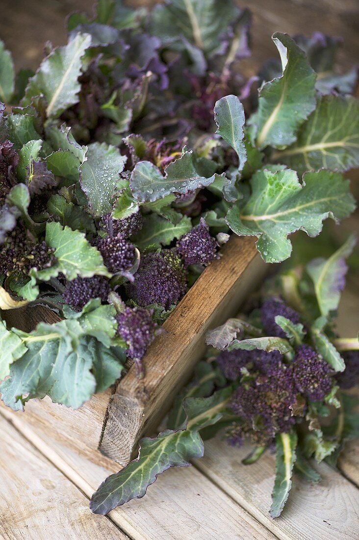 Purple sprouting broccoli on wooden table