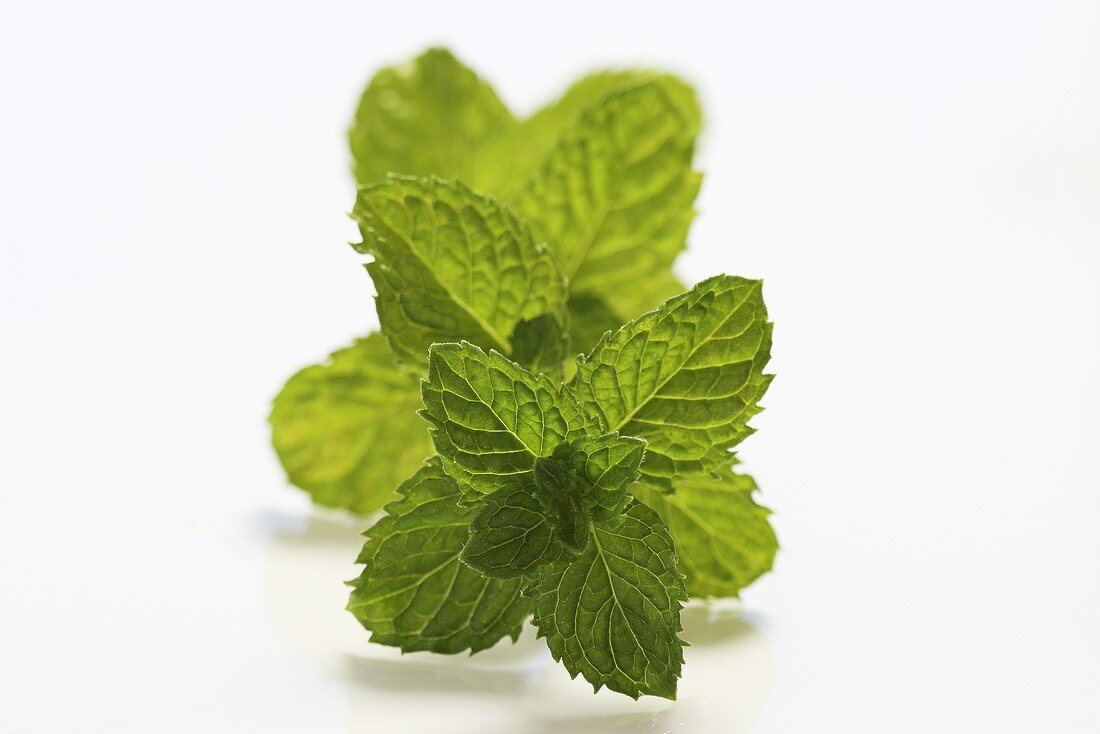 A sprig of fresh mint